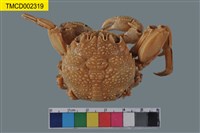 藏品(鱗形斜紋蟹)的圖片